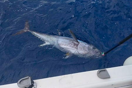 Pêcher au gros dans les Alpes Maritimes