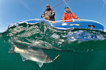 Pêche au leurres Saint Martin de Ré
