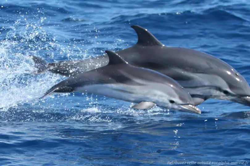 Excursions St Cyr sur Mer. Nouveau