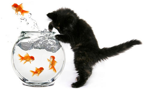 Le coin des pêcheurs